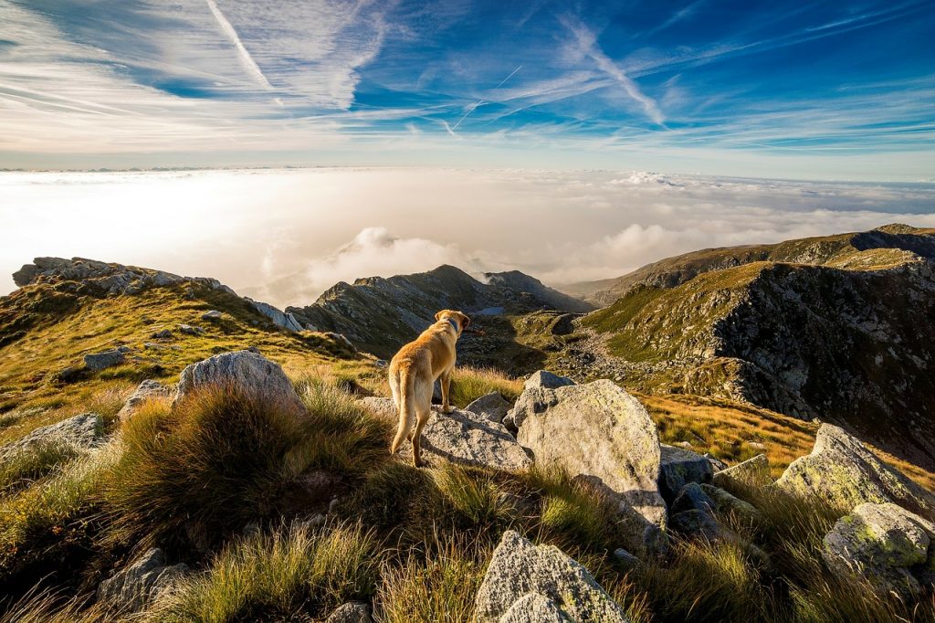 A multi-purpose GPS tracking device can be very helpful for your and your family. Invest in a tracker today to keep track of your family, pets, assets, and vehicles.